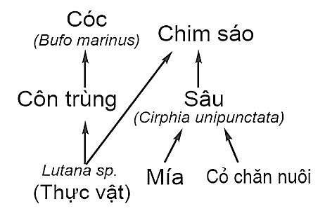 Nếu hiệu suất sinh thái giữa phần sản lượng của sinh vật đứng ở mắt xích phía sau với sản lượng của mỗi sinh vật đứng ở mắt xích phía trước tương ứng đều là 8%, thì sản lượng của Cóc là bao nhiêu? (ảnh 1)