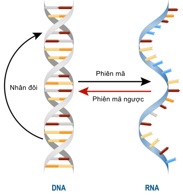 Tại sao hiện tượng phiên mã ngược thường được phát hiện ở retrovirus? (ảnh 1)