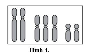 Đây là dạng đột biến  (ảnh 1)