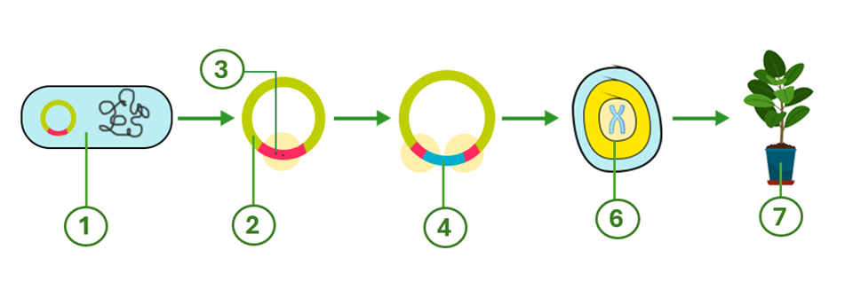 Số nào của sơ đồ thể hiện DNA tái tổ hợp?  (ảnh 1)