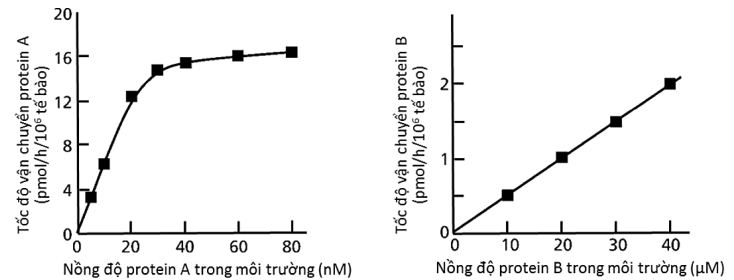 Cho hai cơ chế: nhập bào nhờ thụ thể và ẩm bào, mỗi loại protein trên được vận chuyển vào tế bào nhờ cơ chế nào? (ảnh 1)