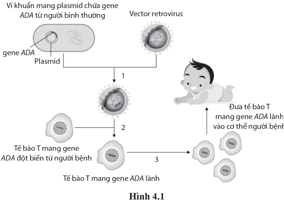 Các số 1, 2 và 3 trong hình 4.1 tương ứng là: (ảnh 1)