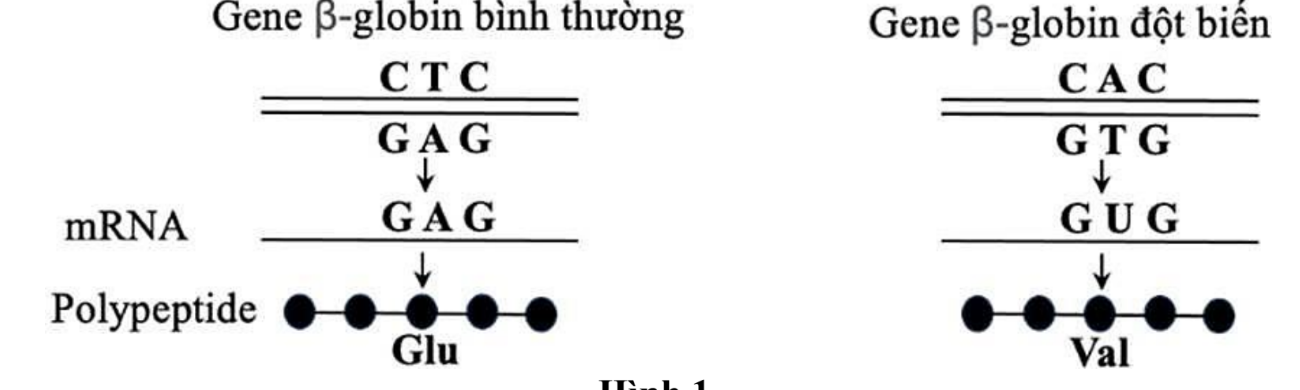 Quan sát hình và cho biết dạng đôt biến gene gây bệnh này thuộc loại nào sau đây? (ảnh 1)