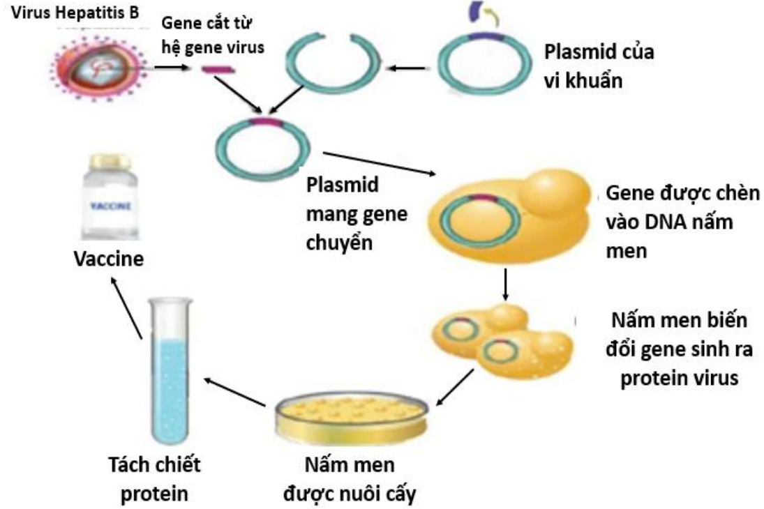  Quan sát sơ đồ và cho biết nhận định nào sau đây không đúng ?  (ảnh 1)