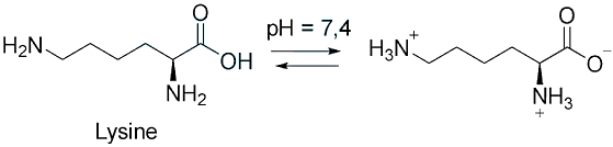 Tại pH sinh lý (khoảng pH = 7,4), lysine sẽ tồn tại chủ yếu ở dạng nào? (ảnh 1)