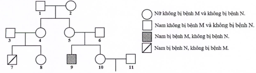 Theo lí thuyết, xác suất sinh con trai đầu lòng không bị bệnh M và bị bệnh N của cặp 10 – 11 là bao nhiêu? (ảnh 1)