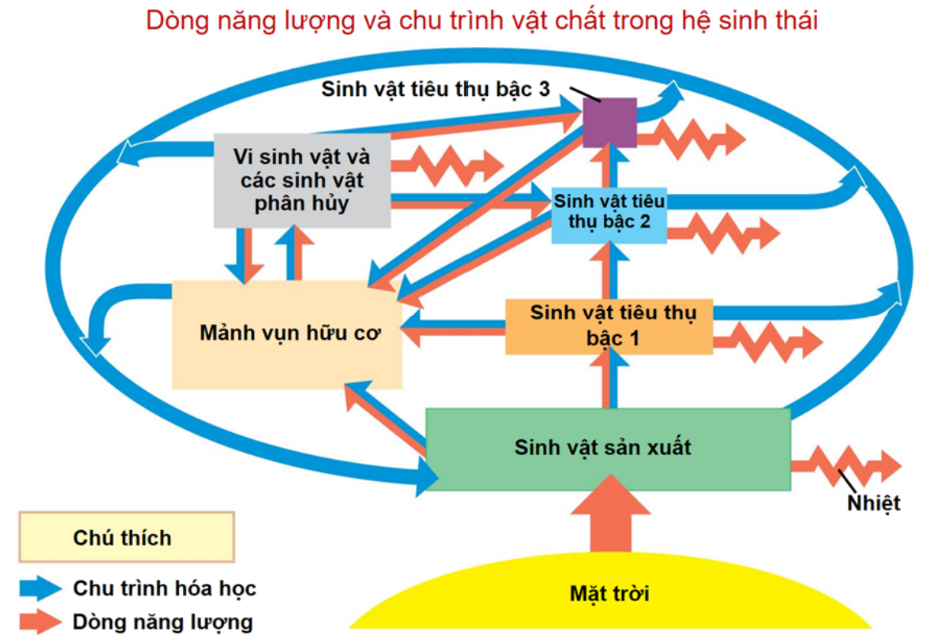 Sơ đồ sau đây mô tả dòng năng lượng và chu trình vật chất trong hệ sinh thái:  Bậc dinh dưỡng nào trong sơ đồ trên thường có lượng năng lượng thấp nhất? 	 (ảnh 1)