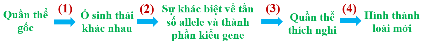 Hãy cho biết giai đoạn nào có sự tác động của các nhân tố tiến hoá.  (ảnh 1)