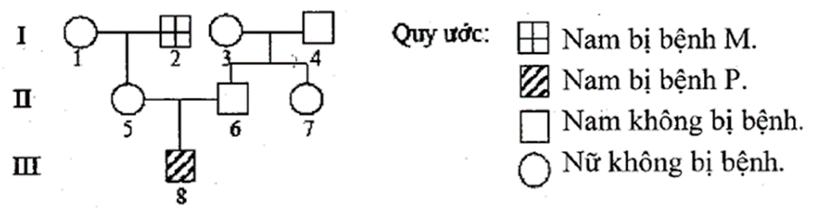 Theo lí thuyết, có thể xác định được chính xác kiểu gene của bao nhiêu người trong phả hệ? (ảnh 1)