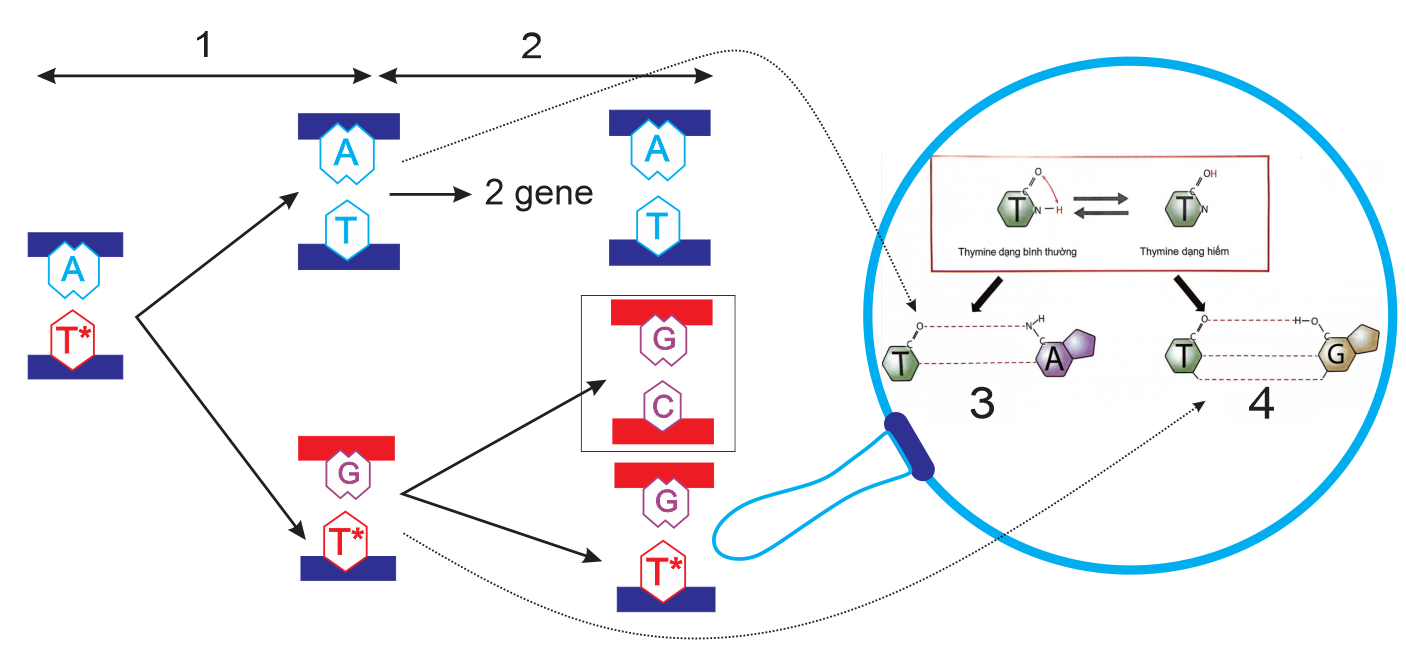 Hình sau đây mô tả cơ chế xảy ra đột biến. Có bao nhiêu nhận định sau đây là Sai về hình này? (ảnh 1)