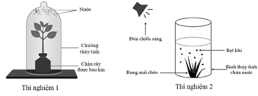 Trong các thí nghiệm sau đây, thí nghiệm nào không chứng minh quá trình thoát hơi nước ở thực vật?   	 (ảnh 1)