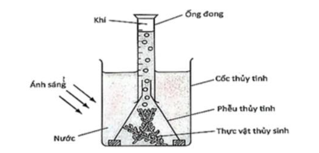 Kết quả thí nghiệm là trong ống đong xuất hiện nhiều bọt khí. Bọt khí này được tạo ra bởi khí (ảnh 1)