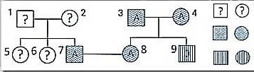 Theo lí thuyết, xác suất sinh con đầu lòng là con gái có nhóm máu A dị hợp, tóc thẳng của cặp vợ chồng 7 - 8 là (ảnh 1)