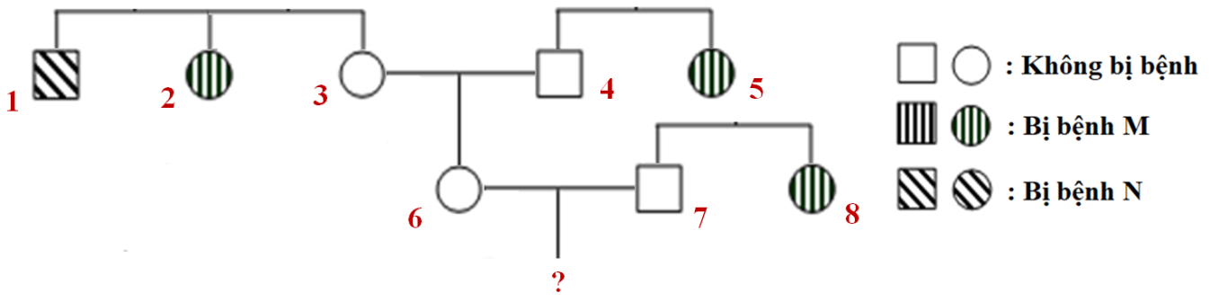 Theo lí thuyết, xác suất sinh con trai đầu lòng không bị bệnh M và không bị bệnh N của cặp vợ chồng (6) và (7) là (ảnh 1)
