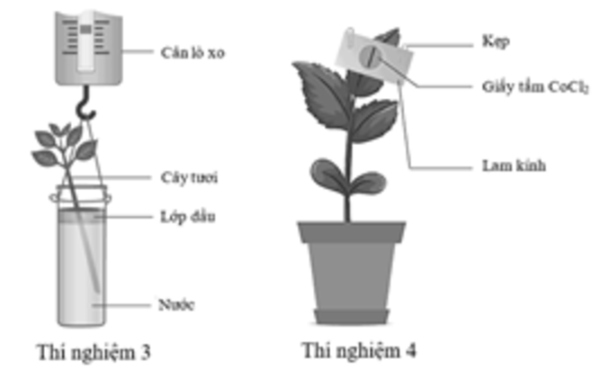 Trong các thí nghiệm sau đây, thí nghiệm nào không chứng minh quá trình thoát hơi nước ở thực vật?   	 (ảnh 2)