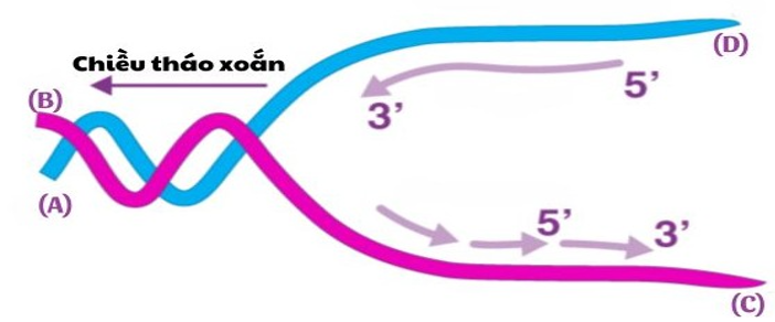 Quan sát sơ đồ và cho biết đầu nào sau đây là đầu 3’?  	 (ảnh 1)