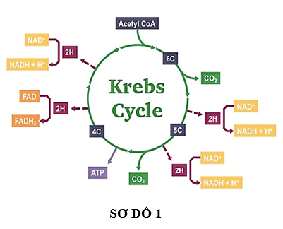 Quan sát sơ đồ 1 và cho biết chất nào sau đây không phải là sản phẩm của chu trình Kreps?  (ảnh 1)