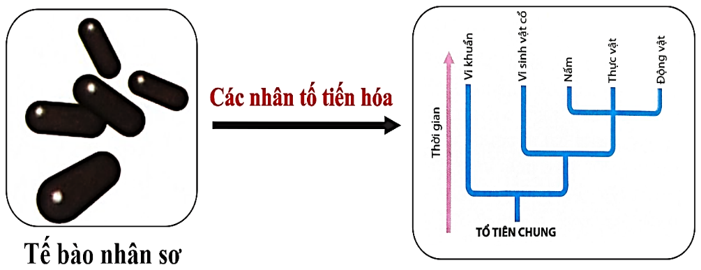 Các sự kiện diễn ra ở hình dưới đây thuộc giai đoạn nào của quá trình phát sinh sự sống trên Trái Đất? 	 (ảnh 1)