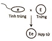 Sơ đồ nào sau đây mô tả đúng sự thụ tinh của tinh tử (giao tử đực) và trứng (giao tử cái) để tạo thành hợp tử F1 của phép lai trên? Biết gene này không tồn tại thành cặp allele. (ảnh 1)