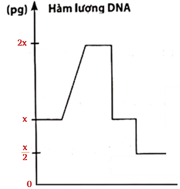 Hãy xác định hàm lượng DNA có trong mỗi tế bào con là bao nhiêu (pg)? (ảnh 1)