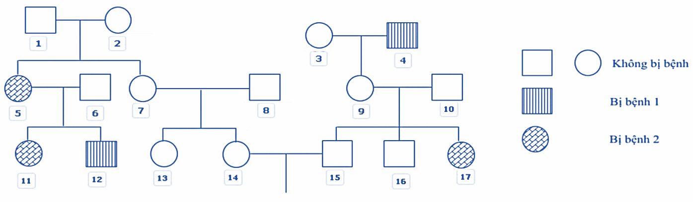 Có thể xác định tối đa kiểu gene của bao nhiêu người trong phả hệ trên? (ảnh 1)