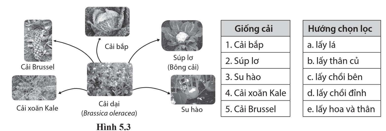 Quan sát sự phân li tính trạng hình thành các giống cải từ cải dại trong hình dưới đây và nối các hướng chọn lọc với từng giống cải cho phù hợp. 	 (ảnh 1)