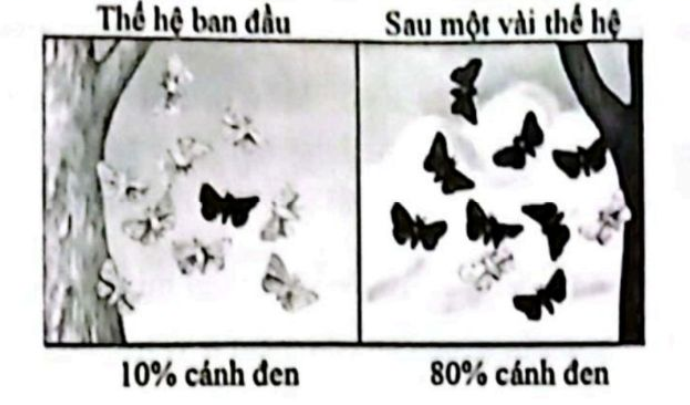 Hãy viết liền các số tương ứng với bốn sự kiện theo trình tự của quá trình hình thành quần thể bướm với màu sắc thích nghi với từng điều kiện môi trường. (ảnh 1)