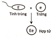 Sơ đồ nào sau đây mô tả đúng sự thụ tinh của tinh tử (giao tử đực) và trứng (giao tử cái) để tạo thành hợp tử F1 của phép lai trên? Biết gene này không tồn tại thành cặp allele. (ảnh 2)