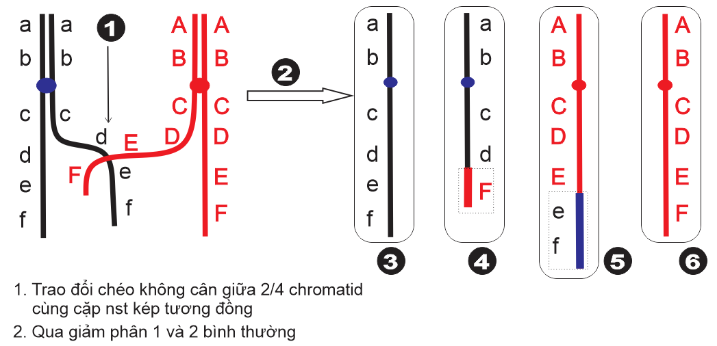 Theo lý thuyết, nhiêu nhận định sau đây là Đúng? (ảnh 1)