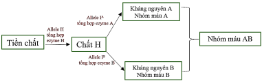 Một người có nhóm máu O có tối đa bao nhiêu loại kiểu gene về hai gene nói trên?  (ảnh 1)