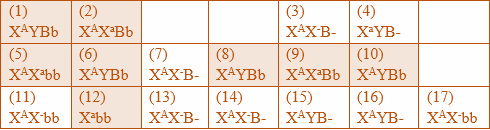 Có thể xác định tối đa kiểu gene của bao nhiêu người trong phả hệ trên? (ảnh 2)