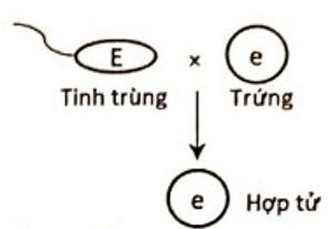 Sơ đồ nào sau đây mô tả đúng sự thụ tinh của tinh tử (giao tử đực) và trứng (giao tử cái) để tạo thành hợp tử F1 của phép lai trên? Biết gene này không tồn tại thành cặp allele. (ảnh 3)