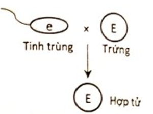 Sơ đồ nào sau đây mô tả đúng sự thụ tinh của tinh tử (giao tử đực) và trứng (giao tử cái) để tạo thành hợp tử F1 của phép lai trên? Biết gene này không tồn tại thành cặp allele. (ảnh 4)