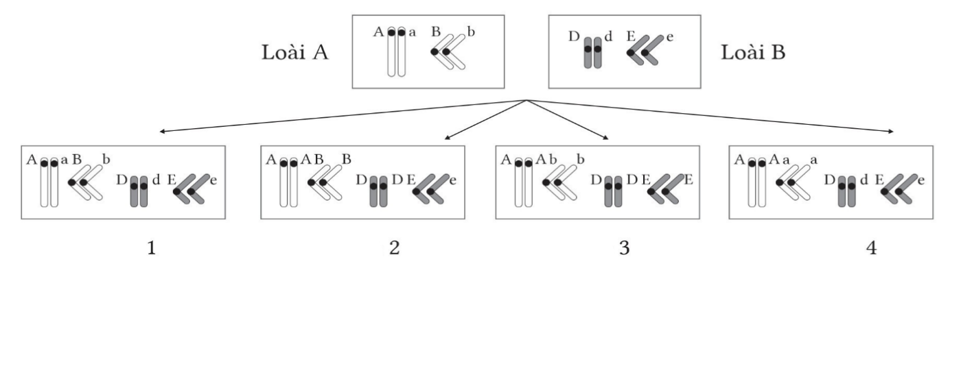 Hình bên mô tả kết quả quá trình hình thành thể dị đa bội từ loài A và loài B, hãy cho biết hình số bao nhiêu mô tả đúng quá trình này? (ảnh 1)