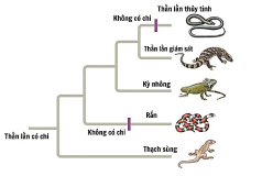 Hai loài có quan hệ tiến hóa gần nhất là  (ảnh 1)