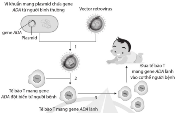 Các số 1, 2 và 3 trong hình tương ứng là (ảnh 1)