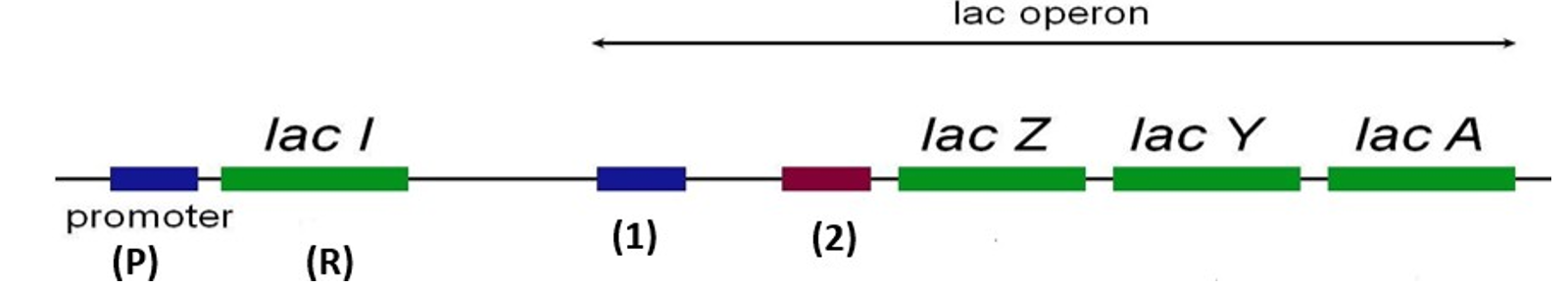 Theo mô hình này, trong điều kiện có lactose thì RNA polymerase sẽ bám vào vị trí nào để tiến hành phiên mã nhóm gene cấu trúc? 	 (ảnh 1)