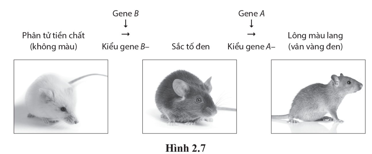 Có bao nhiêu loại kiểu gene khác nhau quy định kiểu hình chuột lông bạch tạng? (ảnh 1)