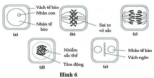 Hãy viết liền các chữ cái theo thứ tự lần lượt của quá trình phân bào. (ảnh 1)