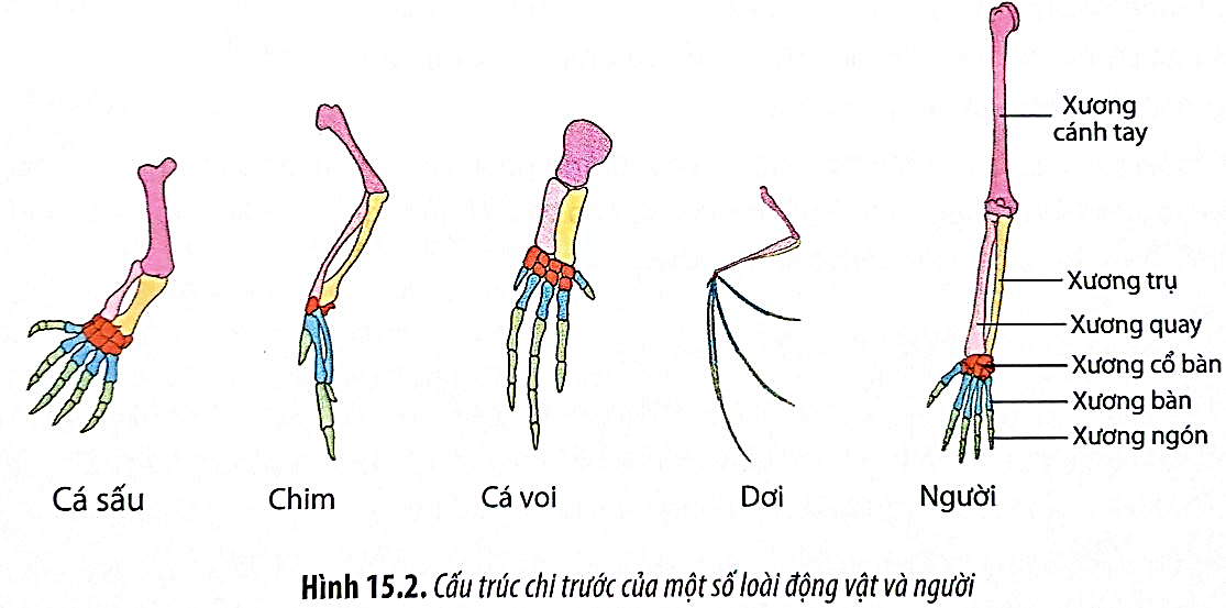 Nhận định sau đây về hình này là Sai? (ảnh 1)