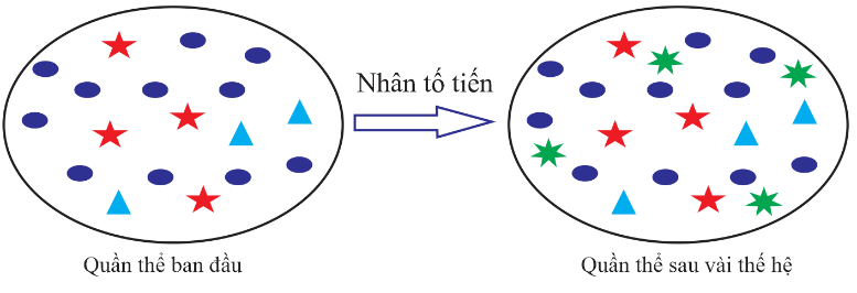 Hình ảnh mô tả tác động của một nhân tố tiến hóa nào?   (ảnh 1)