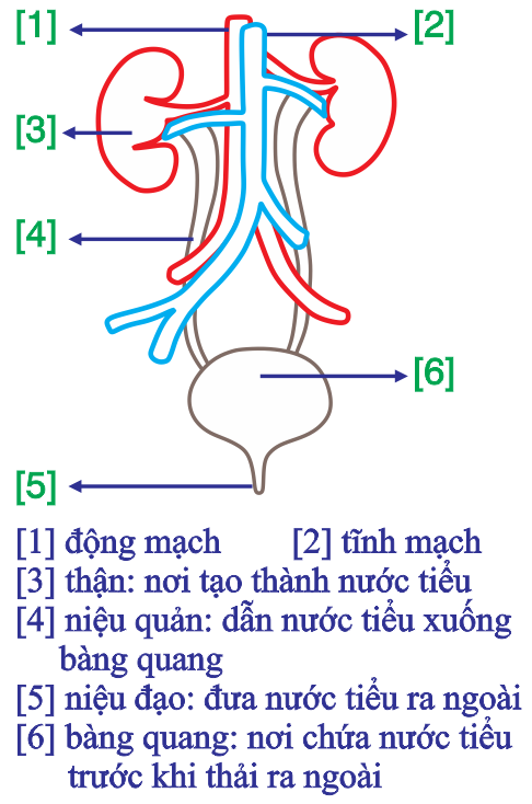 Dựa vào hình dưới đây và ghi chú. Nhận định sau đây là Đúng về hình trên này? (ảnh 1)