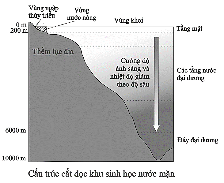 Nhận định sau đây là Sai với mô tả hình trên? (ảnh 1)