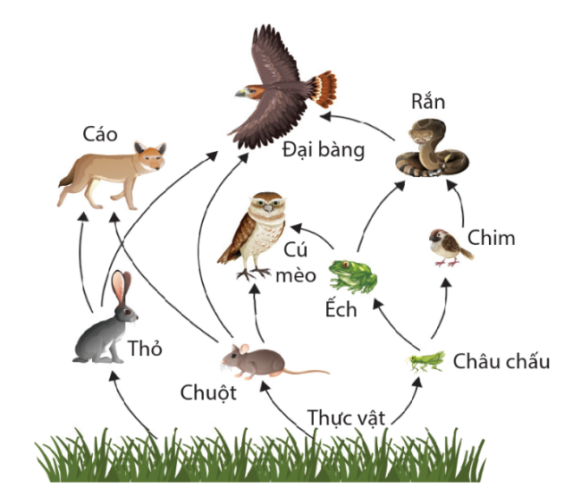 Lưới thức ăn trên có bao nhiêu chuỗi thức ăn? (ảnh 1)