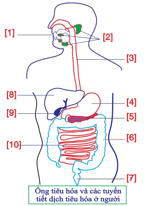 Phát biểu nào sau đây là đúng? (ảnh 1)