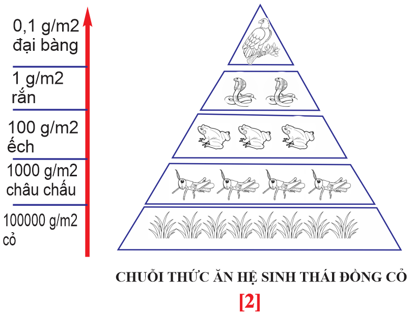 Hiệu suất sinh thái của sinh vật tiêu thụ bậc 3 so với sinh vật tiêu thụ bậc 1 là bao nhiêu phần trăm? (tính làm tròn đến 2 chữ số sau dấu phẩy). (ảnh 1)