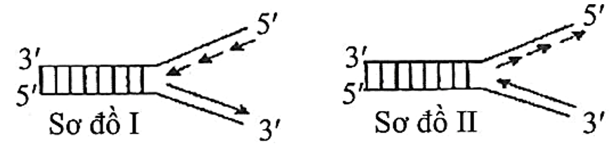 Sơ đồ nào sau đây mô tả đúng về giai đoạn kéo dài mạch polynucleotide mới trên 1 chạc chữ Y trong quá trình nhân đôi DNA ở sinh vật nhân sơ? (ảnh 1)