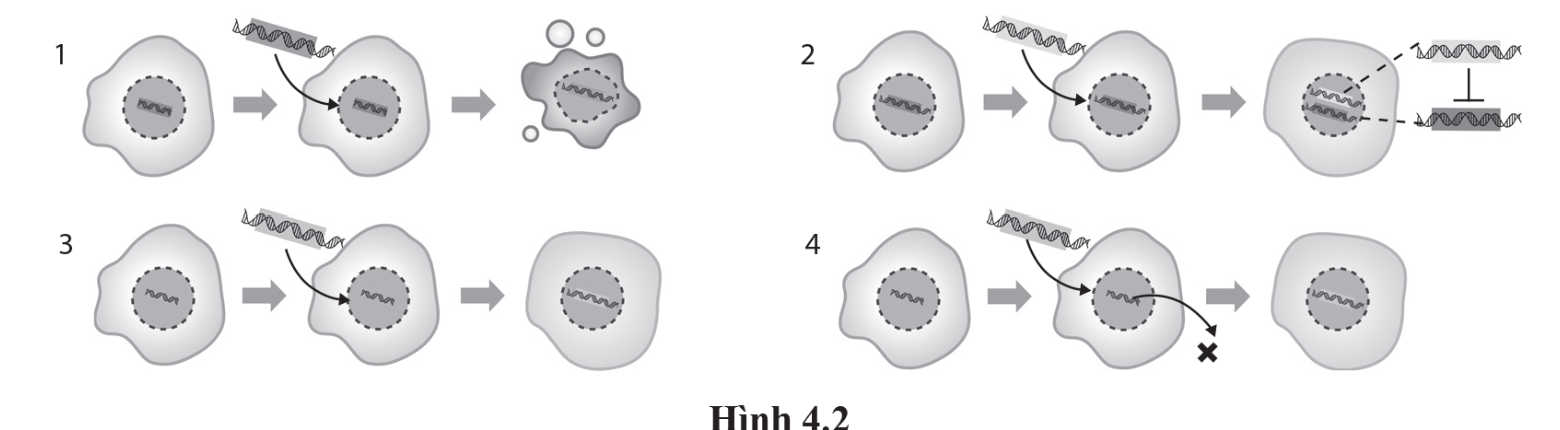 Các số 1, 2, 3 và 4 trong hình tương ứng với nguyên lí là: (ảnh 1)