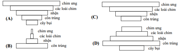 Biểu đồ nào sau đây diễn tả đúng về sinh khối của từng loài?  	 (ảnh 1)