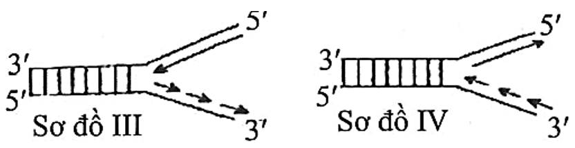 Sơ đồ nào sau đây mô tả đúng về giai đoạn kéo dài mạch polynucleotide mới trên 1 chạc chữ Y trong quá trình nhân đôi DNA ở sinh vật nhân sơ? (ảnh 2)